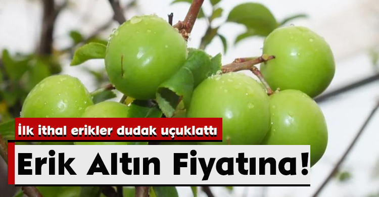 Erik Altın Fiyatına!