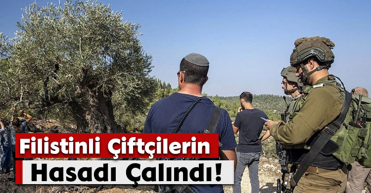 Filistinli Çiftçilerin Hasadı Çalındı!